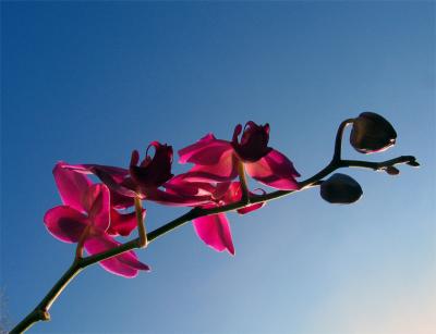 orchidagainstsky.jpg