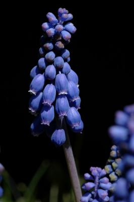 Grape Hyacinth.jpg