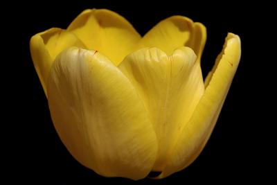 Yellow Tulip.jpg