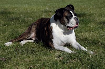 Wiggy prone.jpg