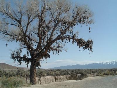 This is an odd roadside attraction. Apparently alot of people have decided to toss there old shoes into this tree in the middle of nowwhere.