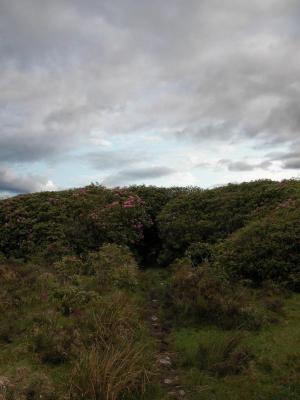 Fermoyle, Co Galway (DSCN0136.jpg)