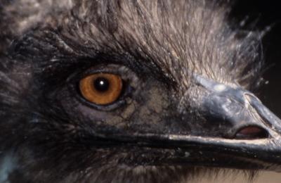 bird's eye #2