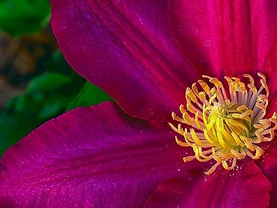 Clematis in Morning Light