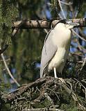 Black-crowned Night-Heron