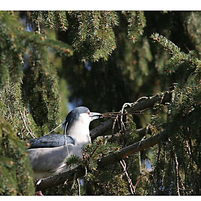 Black-crowned Night-Heron