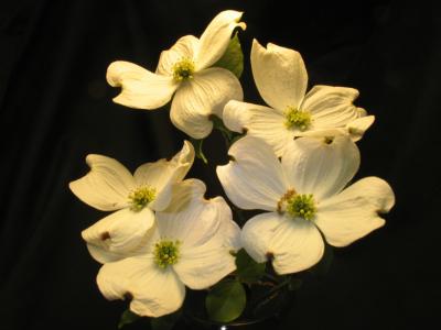 Dogwood Blosoms