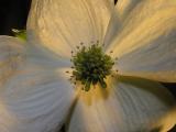 Dogwood Closeup