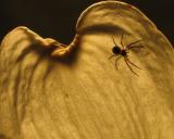 Itsy Bitsy Spider on a Dogwood Petal