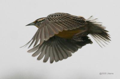 Eastern Meadowlark