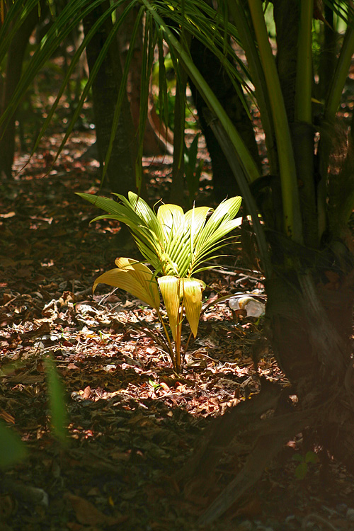 Alone in the jungle