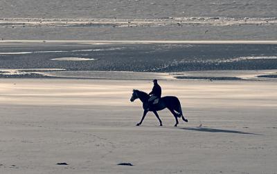 Horse on the beach (1)