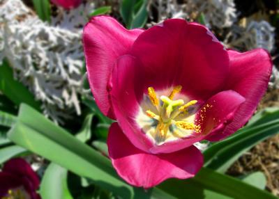 Tulip