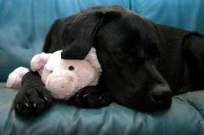 Java and his stuffed GUND pig