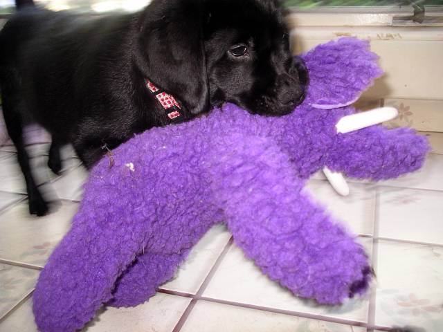 Java and the purple elephant week 2 2004.jpg