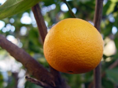 Just an orange