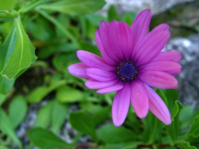 Purple necklet