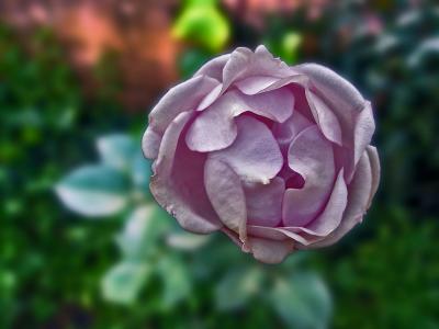 Rose in depression