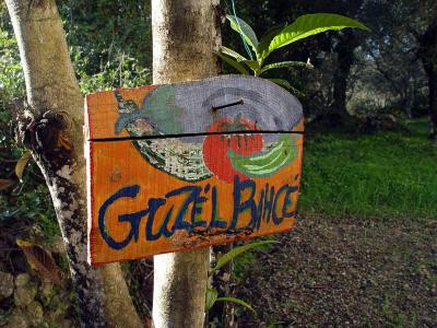 Guzel bahce