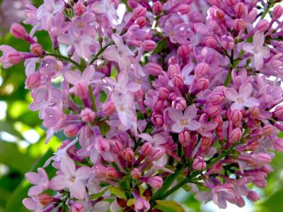 Lilac just beginning to bloom