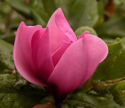 'Jane'