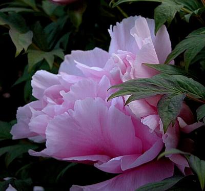 Peony Tree Blossom