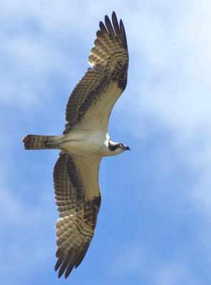 DSC_5602.jpg