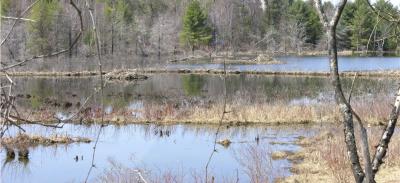 Dam (beaver)