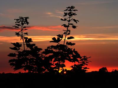M58_sunset_trees_dark.JPG