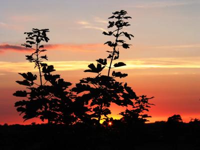 M58_sunset_trees_dark_light.JPG