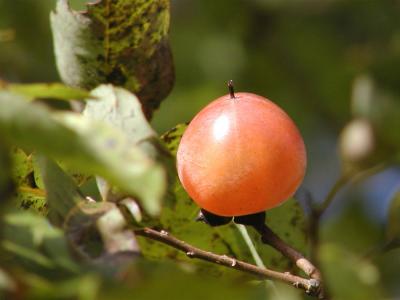 Persimmon1401