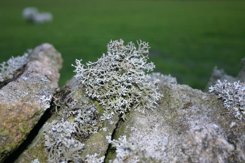 Lichen.