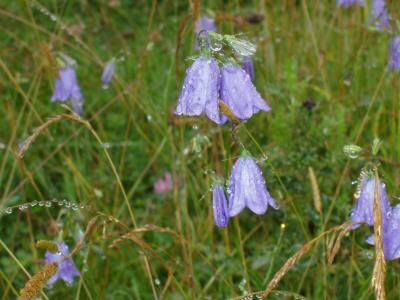 u17/johnnyjag/medium/39249961.HarebellsinWeardale.jpg