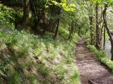 Bluebells and Bollihope burn.