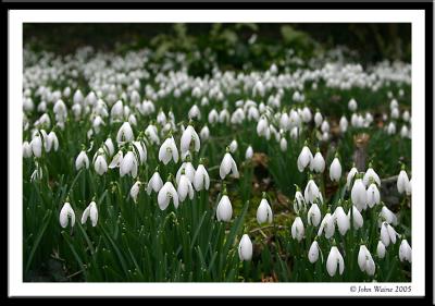 Snowdrops 2.jpg