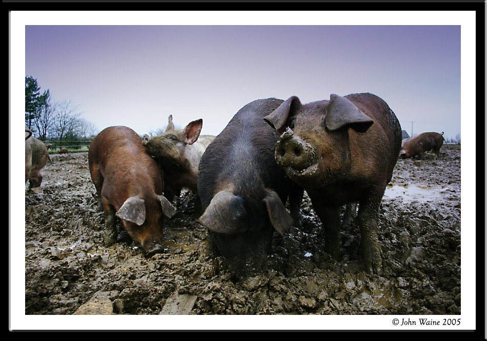 Pig 20050129 3
