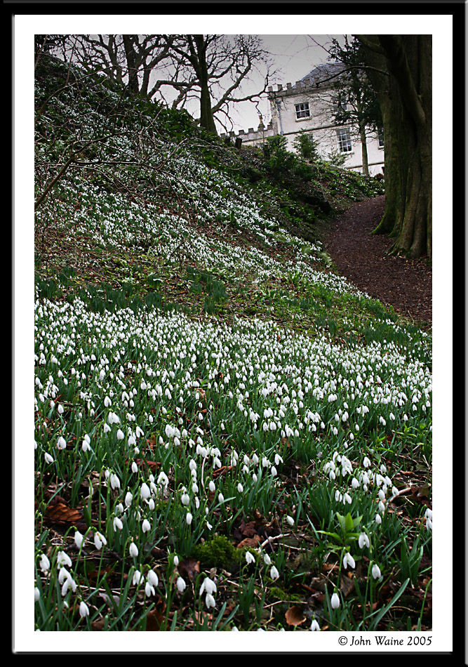 200501290095 Newark Park Snowdrops.jpg
