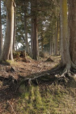 Old Pathway through the trees