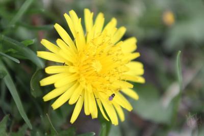 Dandelion