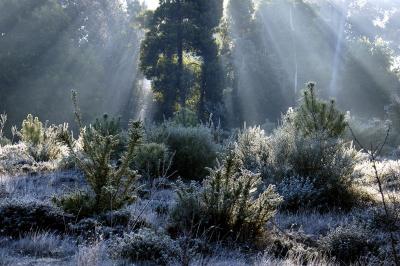 Curtain of light