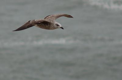 DSC_1711-Gaivota.jpg