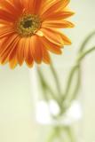 Jan 31 - petal