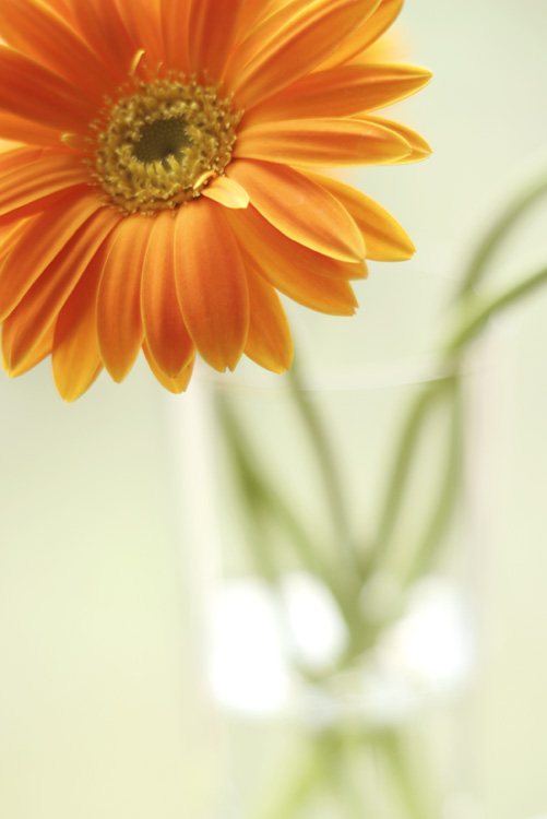 Jan 31 - petal