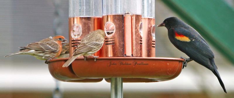 House Finch (male) - House Finch (female) - Red-winged Blackbird (male)