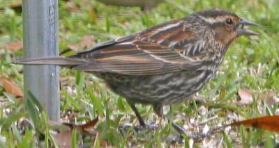 Red-winged Blackbird (female)