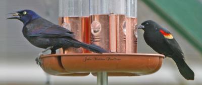 Grackle & Red-winged Blackbird