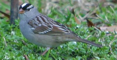White-crowned Sparrow (Zonotrichia leucophrys)