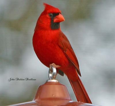 Northern Cardinal (Cardinalis cardinalis) (male)