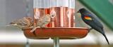 House Finch (male) - House Finch (female) - Red-winged Blackbird (male)