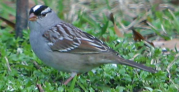 White-crowned Sparrow <I>(Zonotrichia leucophrys)</I>